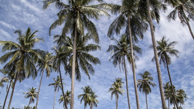 Palm trees
