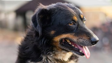 English shepherd side view