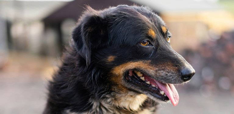 English shepherd side view