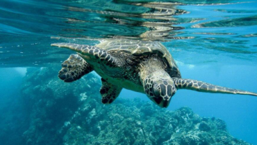 Sea turtle