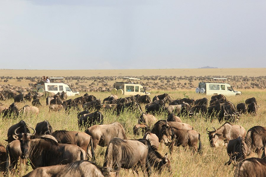 Wildebeest