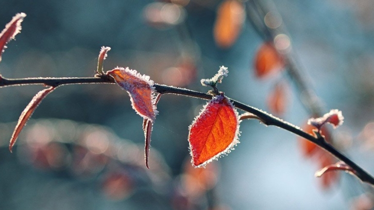 Frost on leaves