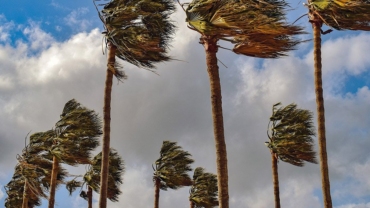 Palms in the wind