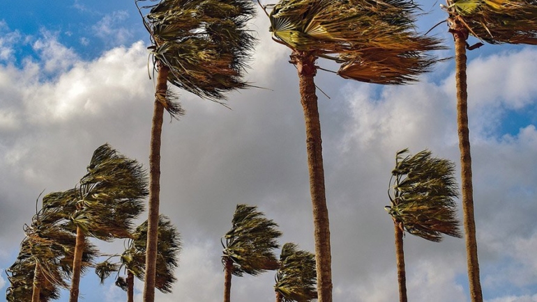 Palms in the wind