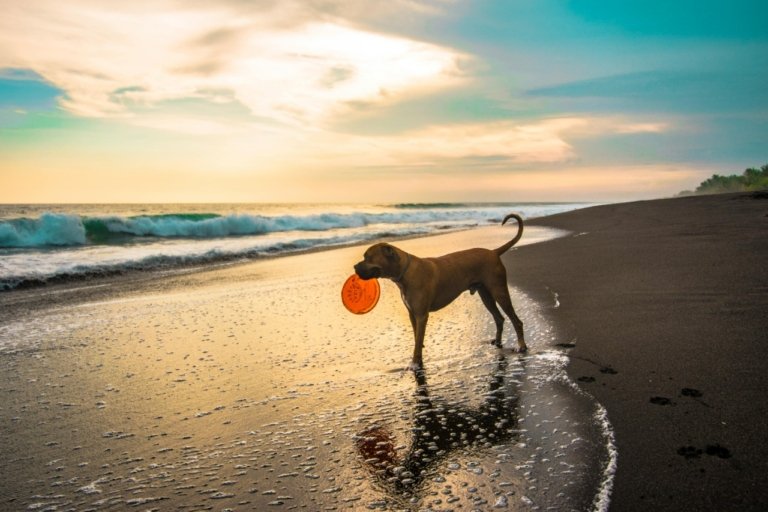 The Ultimate Guide for Traveling with Your Pet Dog