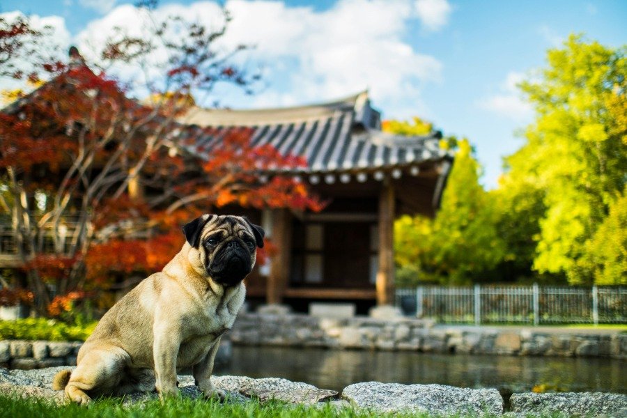 Travel to Asia with a dog
