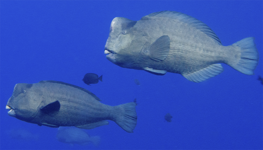 Green humphead parrotfish