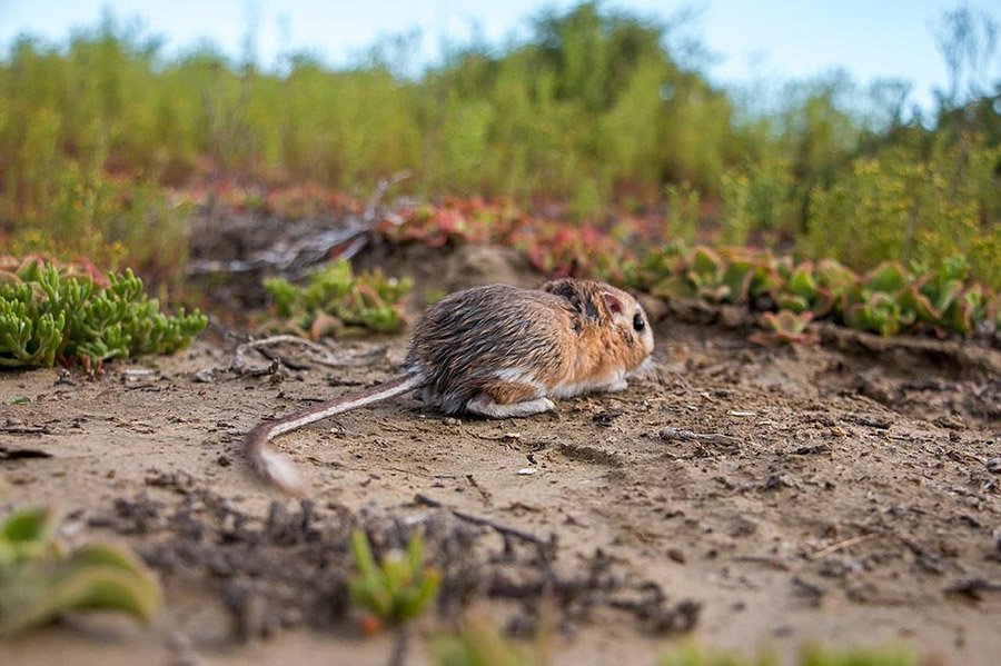 kangaroo rat