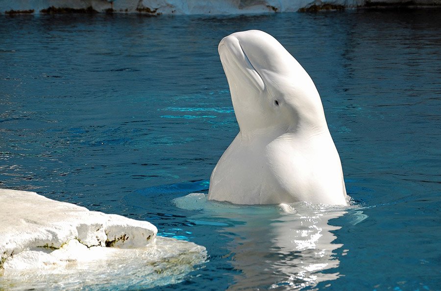 Beluga whale