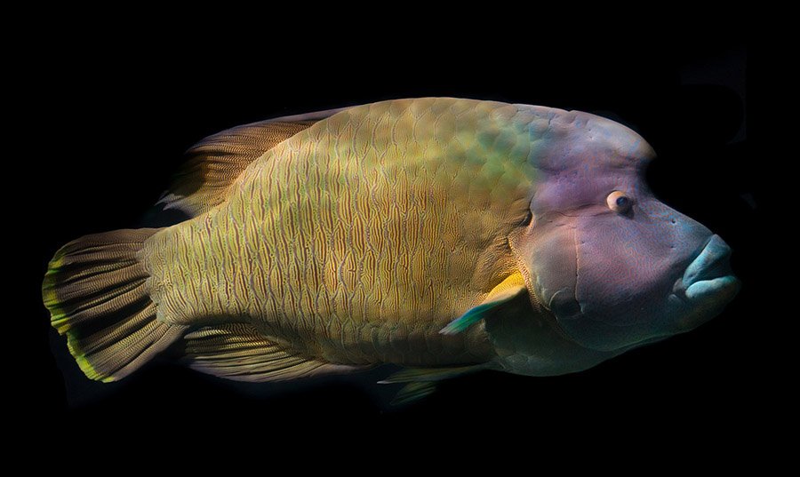 Napoleon fish