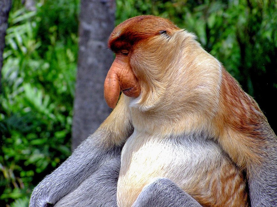 Proboscis monkey