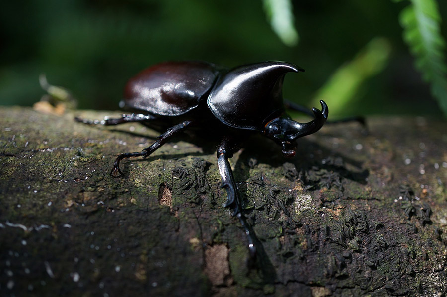 Rhinoceros beetle