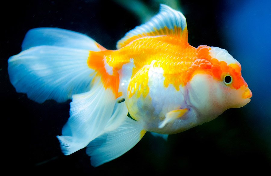 Oranda goldfish