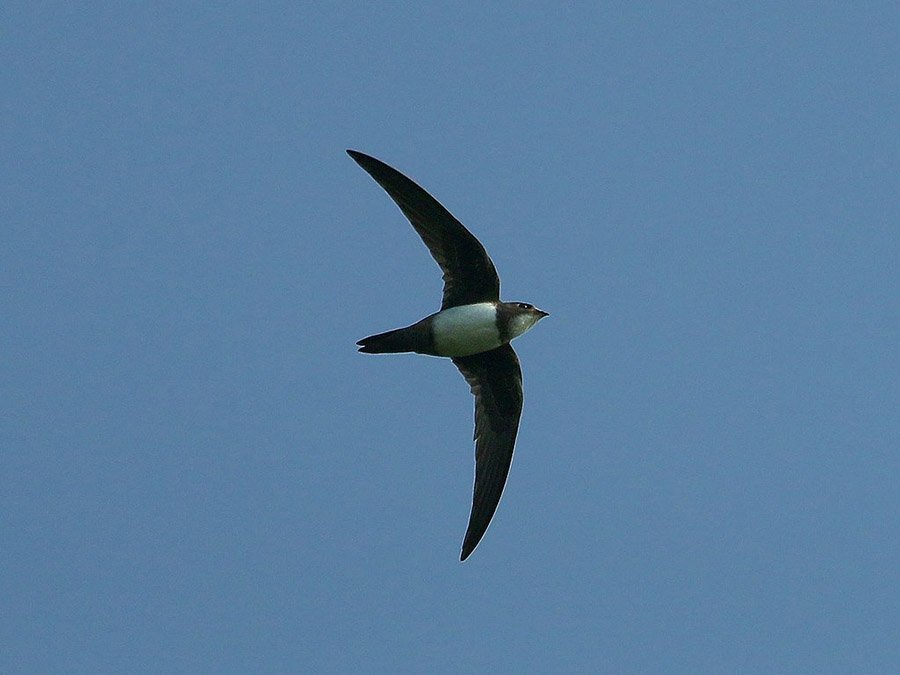 Alpine Swift