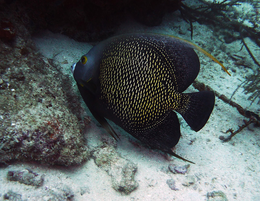 French angelfish