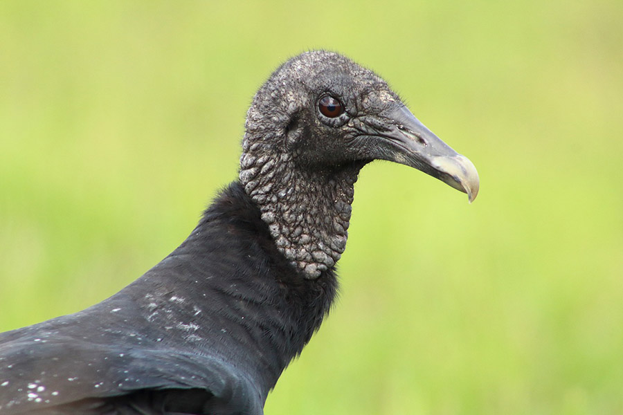 Black vulture