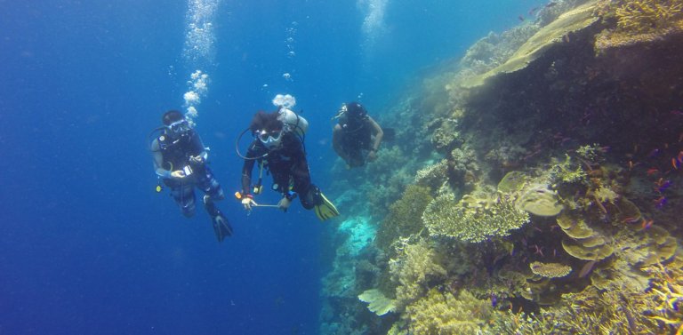 Guía para Elegir el Equipo de Buceo Adecuado para tu Aventura en la Isla Grande de Hawái