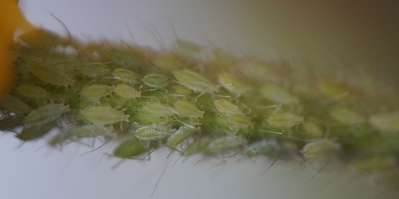 Bumblebee Characteristics Diet Facts More Fact Sheet bumblebee-characteristics-diet-facts-more-fact-sheet