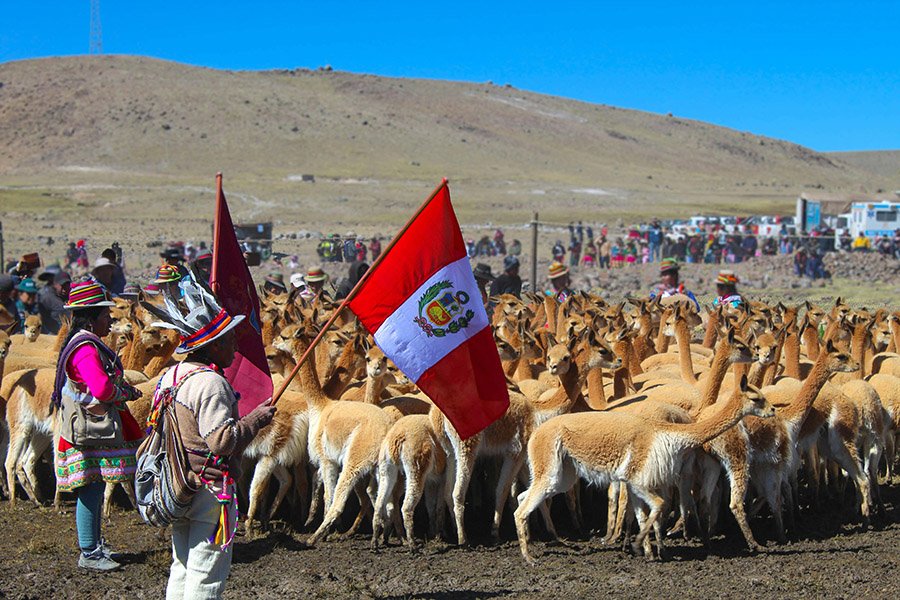 Vicunas