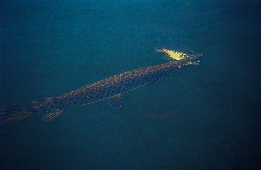 Florida Gar