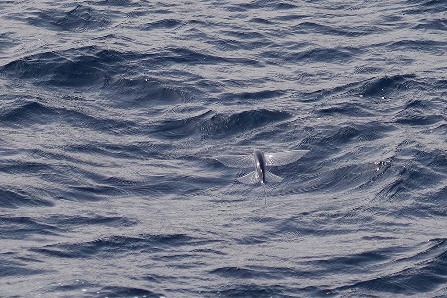 Vliegende_vis_(Exocoetidae)