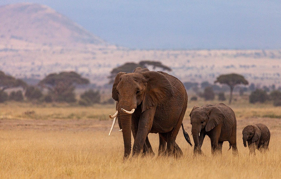 elephants in Kenya