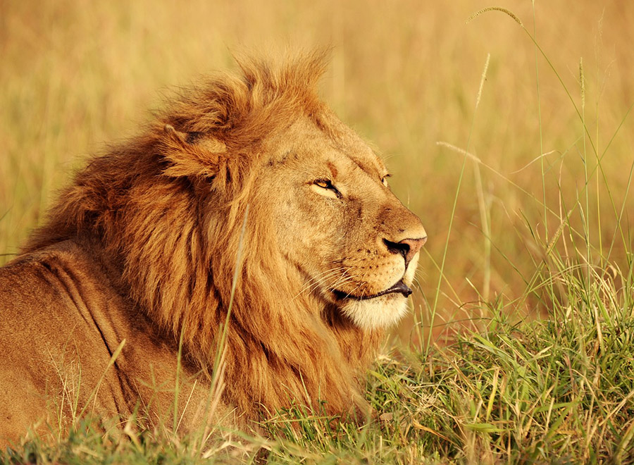 Lion in Kenya