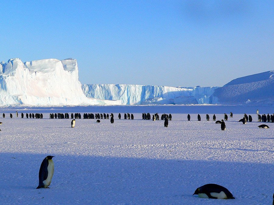 penguins in Antarctica
