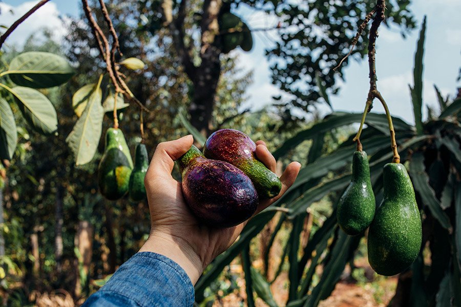Picking avocados