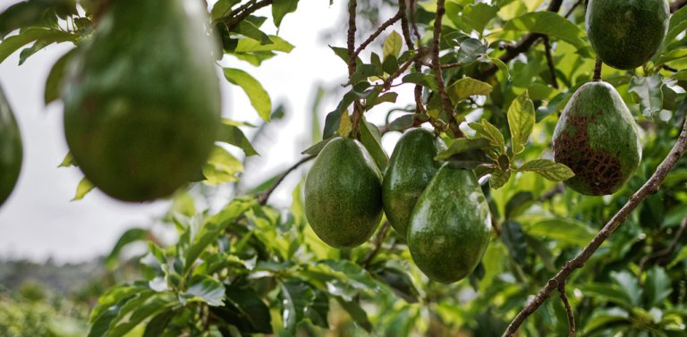 Avocado farming