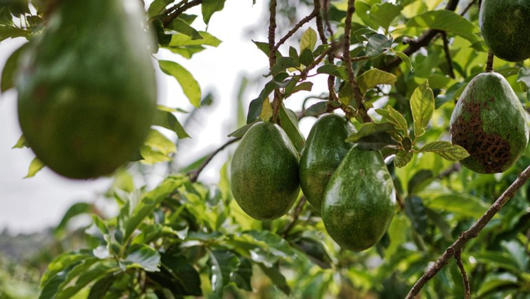 Avocado farming