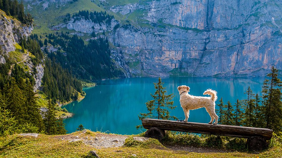 dog in a national park