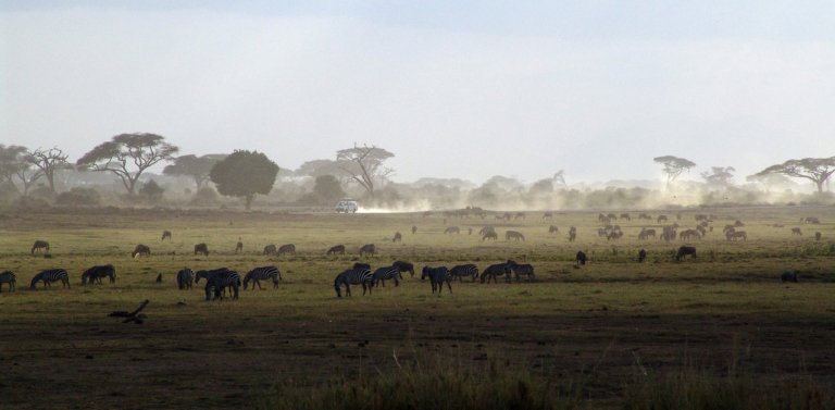 safari in Kenya