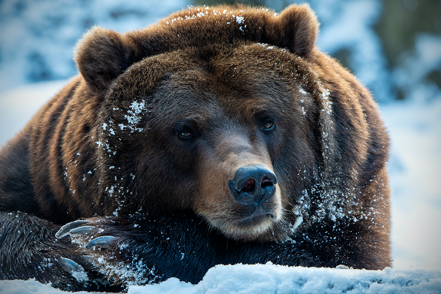 Brown bear