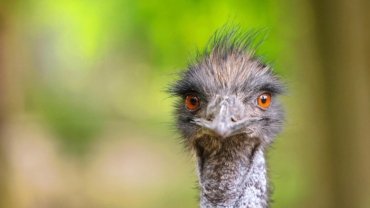 Emu bird