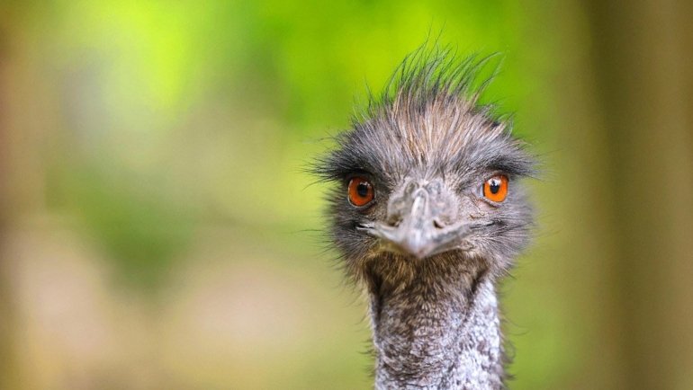 Emu bird