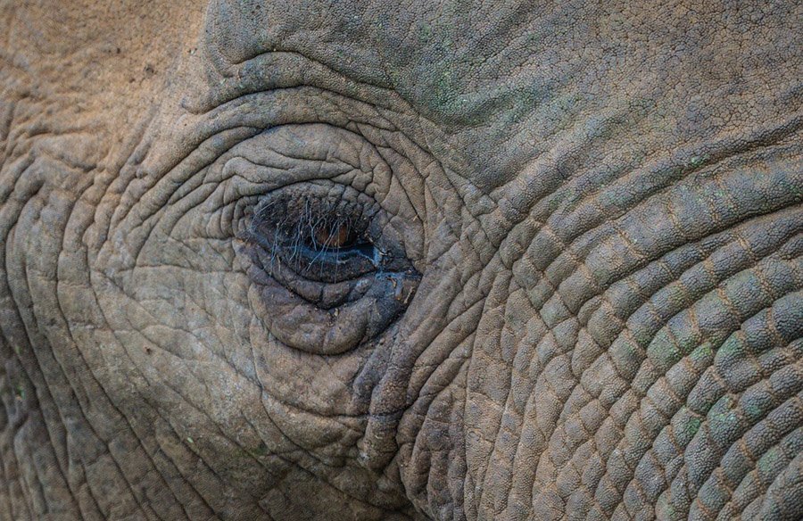Elephant close -up