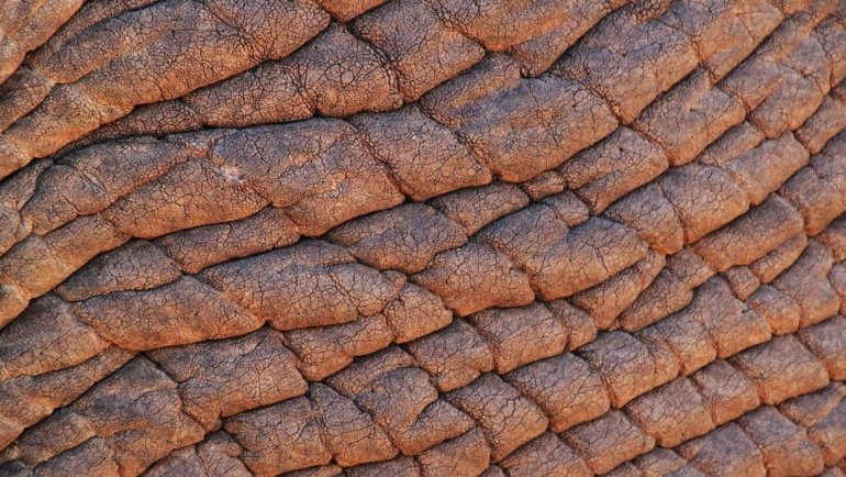 Elephant skin