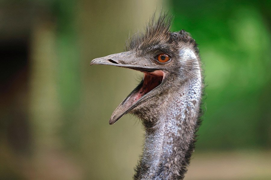 Emu portrait