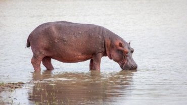Are hippos bulletproof