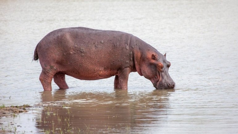 Are hippos bulletproof