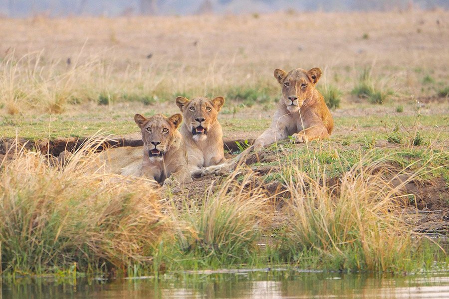 Lions in Zambia