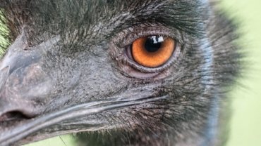 Emu close-up