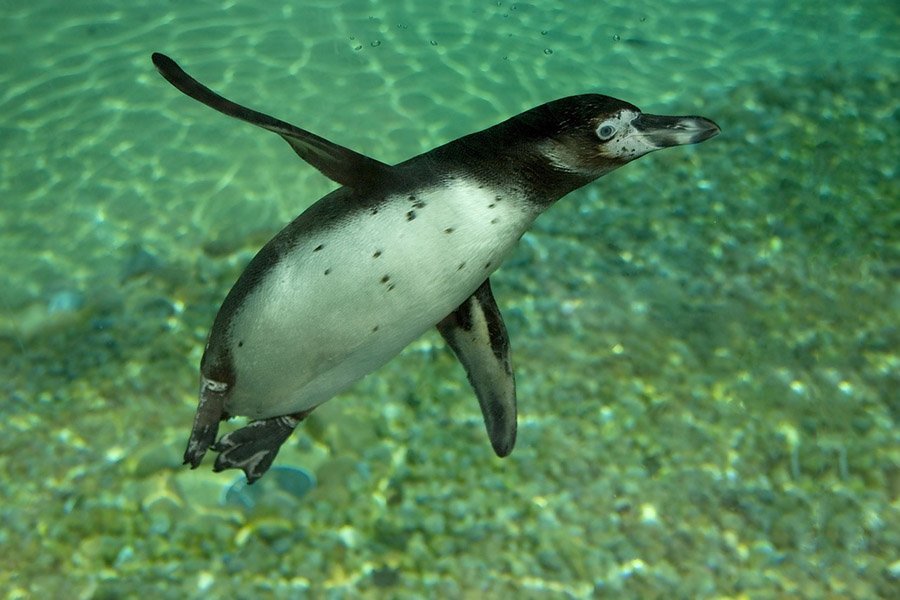 Penguin swimming