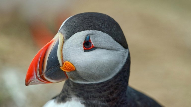 Is a puffin a penguin
