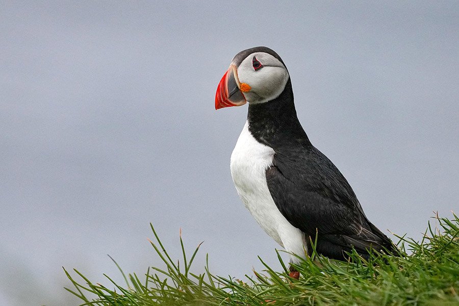 Puffin