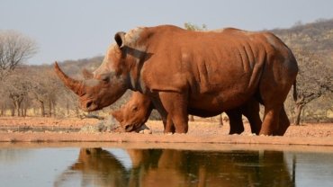 Rhino with thick skin