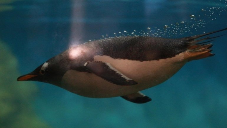 Penguin flying underwater