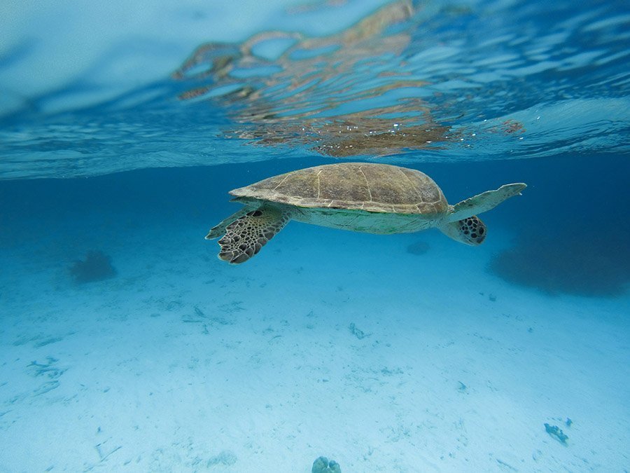 sea turtle in Bonaire