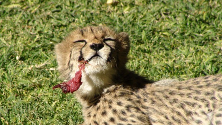 What do baby cheetahs eat